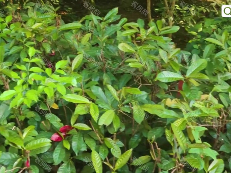 深圳御景水岸一二期小区信息图片19